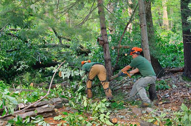 Best Landscape Design and Installation  in Parrish, AL