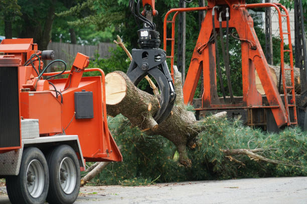 Best Storm Damage Tree Cleanup  in Parrish, AL