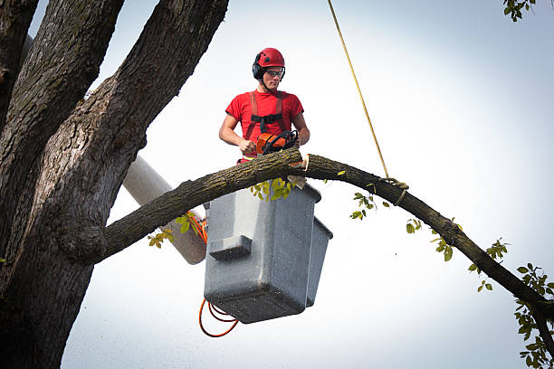 How Our Tree Care Process Works  in  Parrish, AL